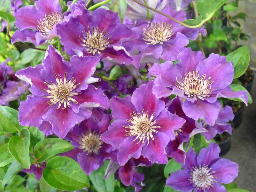 Clematis patens 'Ashva'